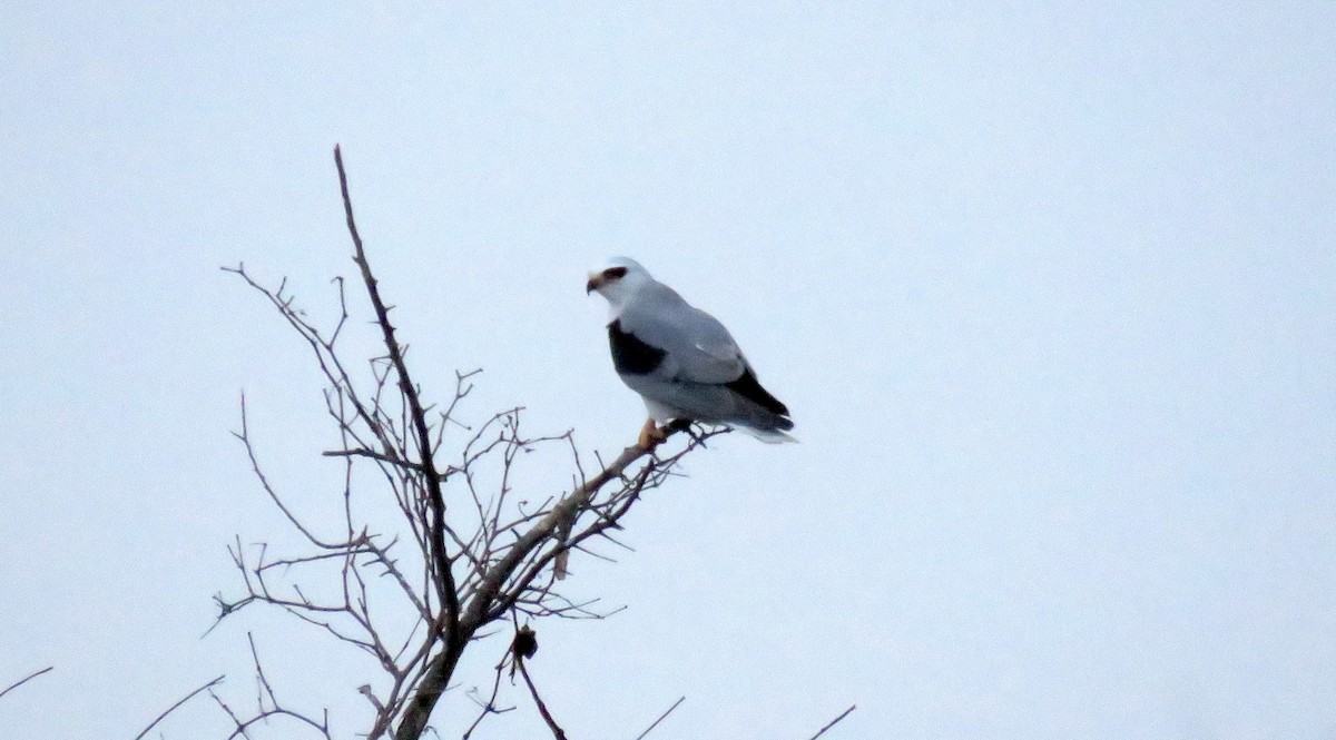 White-tailed Kite - ML86805291