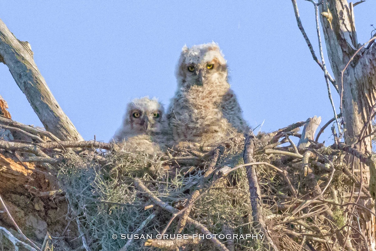 Great Horned Owl - ML86805361