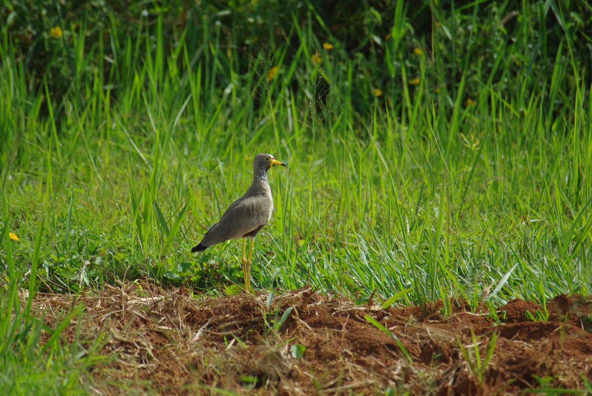 Wattled Lapwing - ML86806041