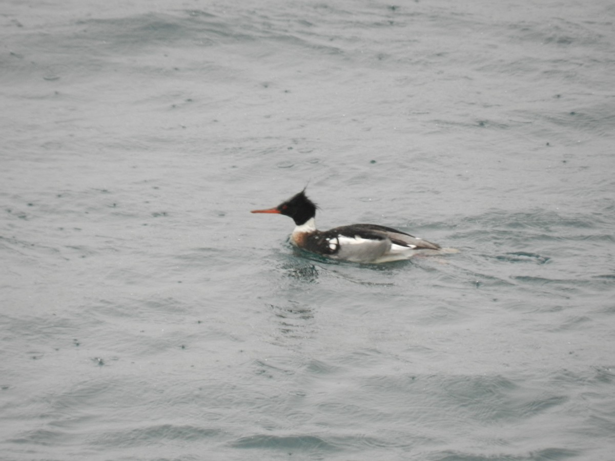 Red-breasted Merganser - ML86806721