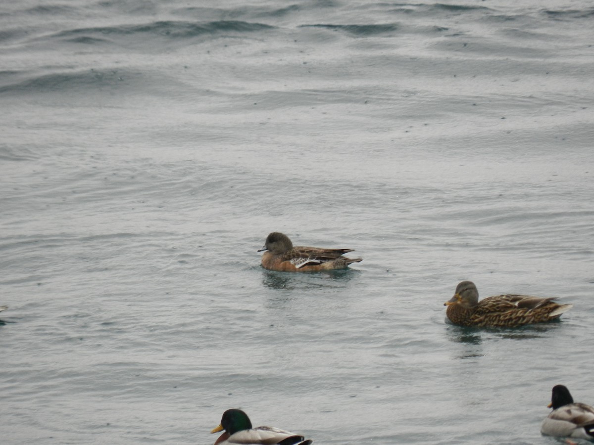 American Wigeon - ML86806871