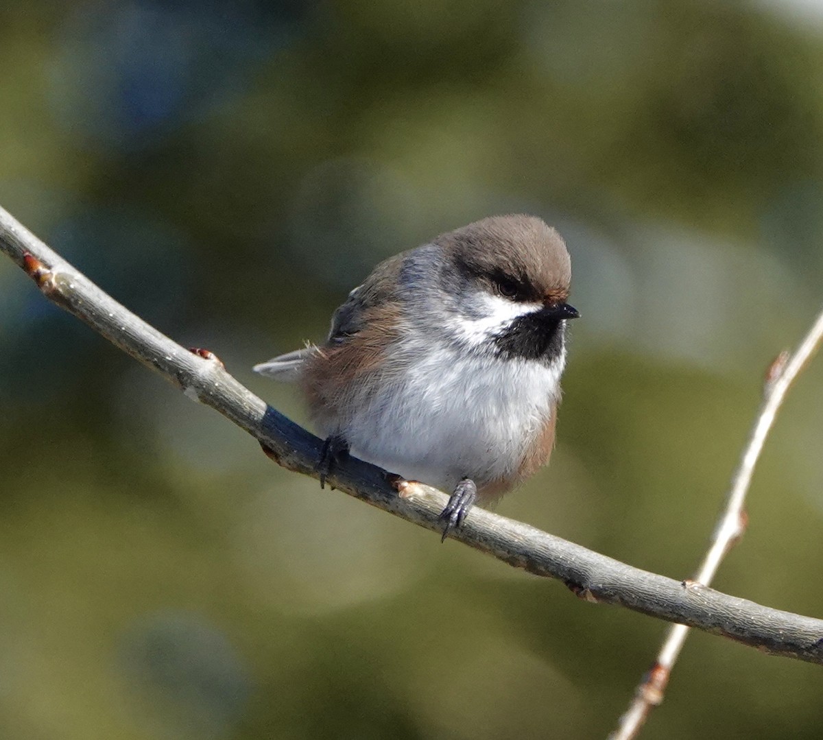 Boreal Chickadee - ML86806921