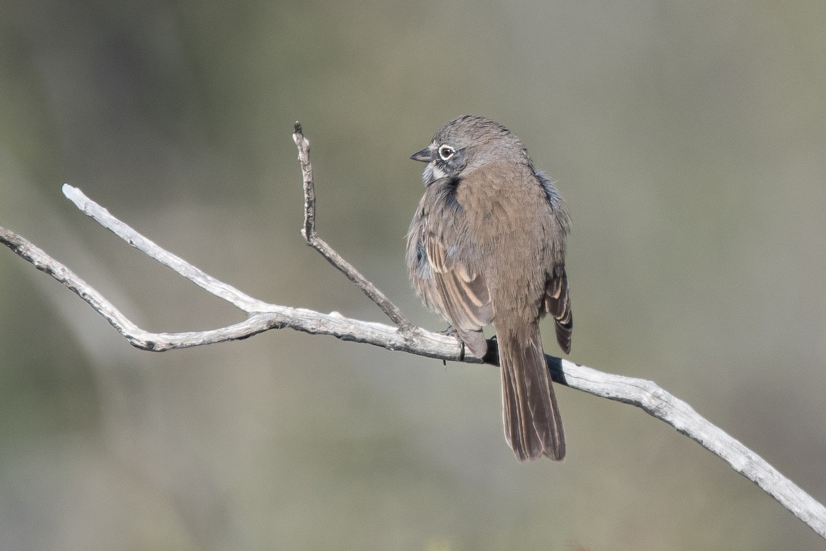 Bell's Sparrow - Nancy Christensen