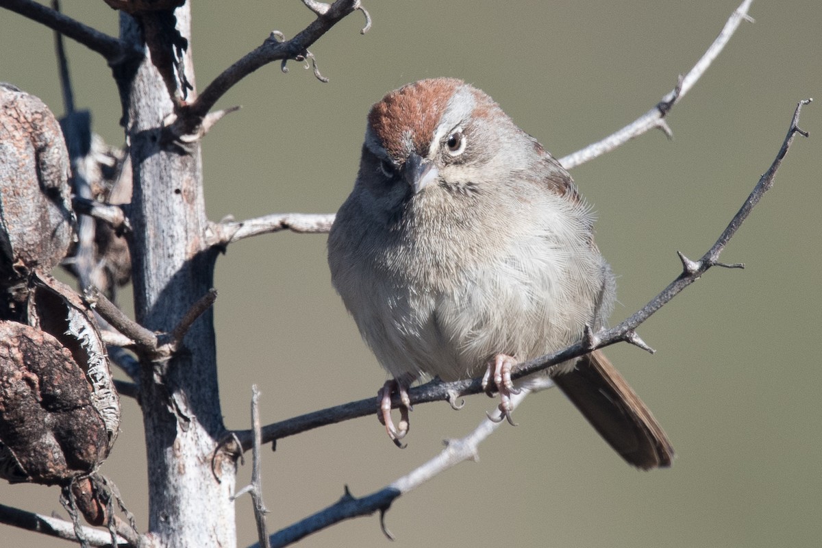 Rufous-crowned Sparrow - ML86807901