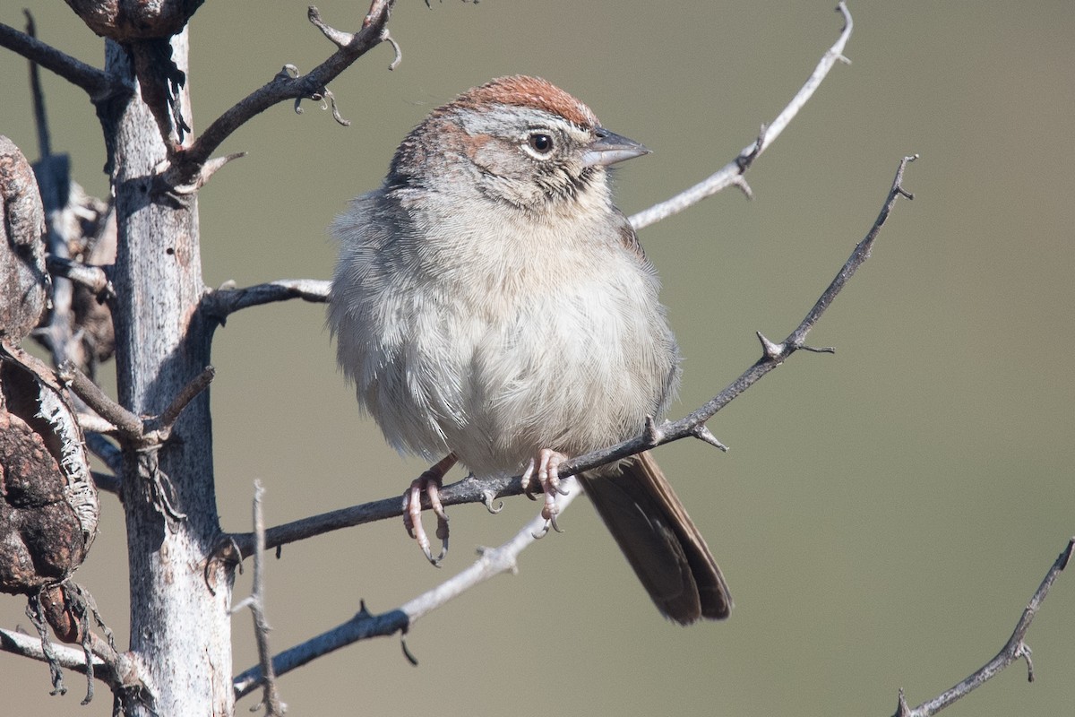 Rufous-crowned Sparrow - ML86807941