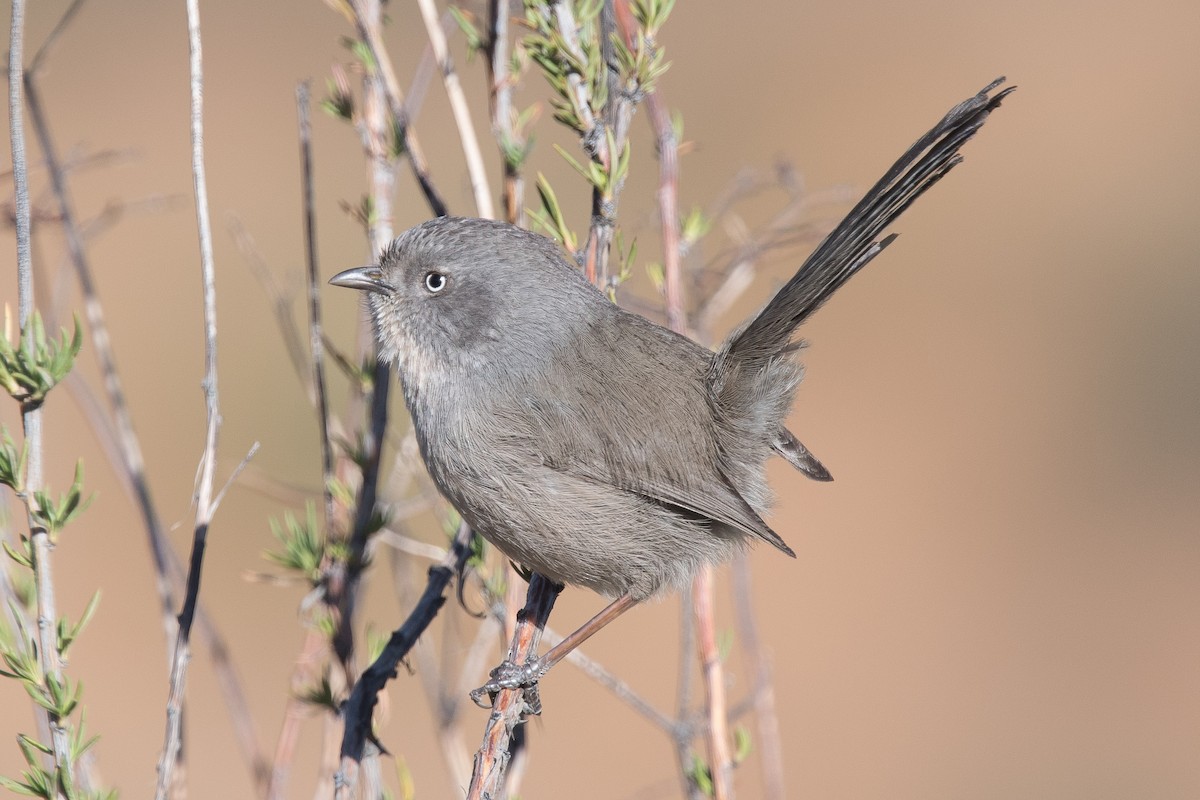 Wrentit - ML86807991