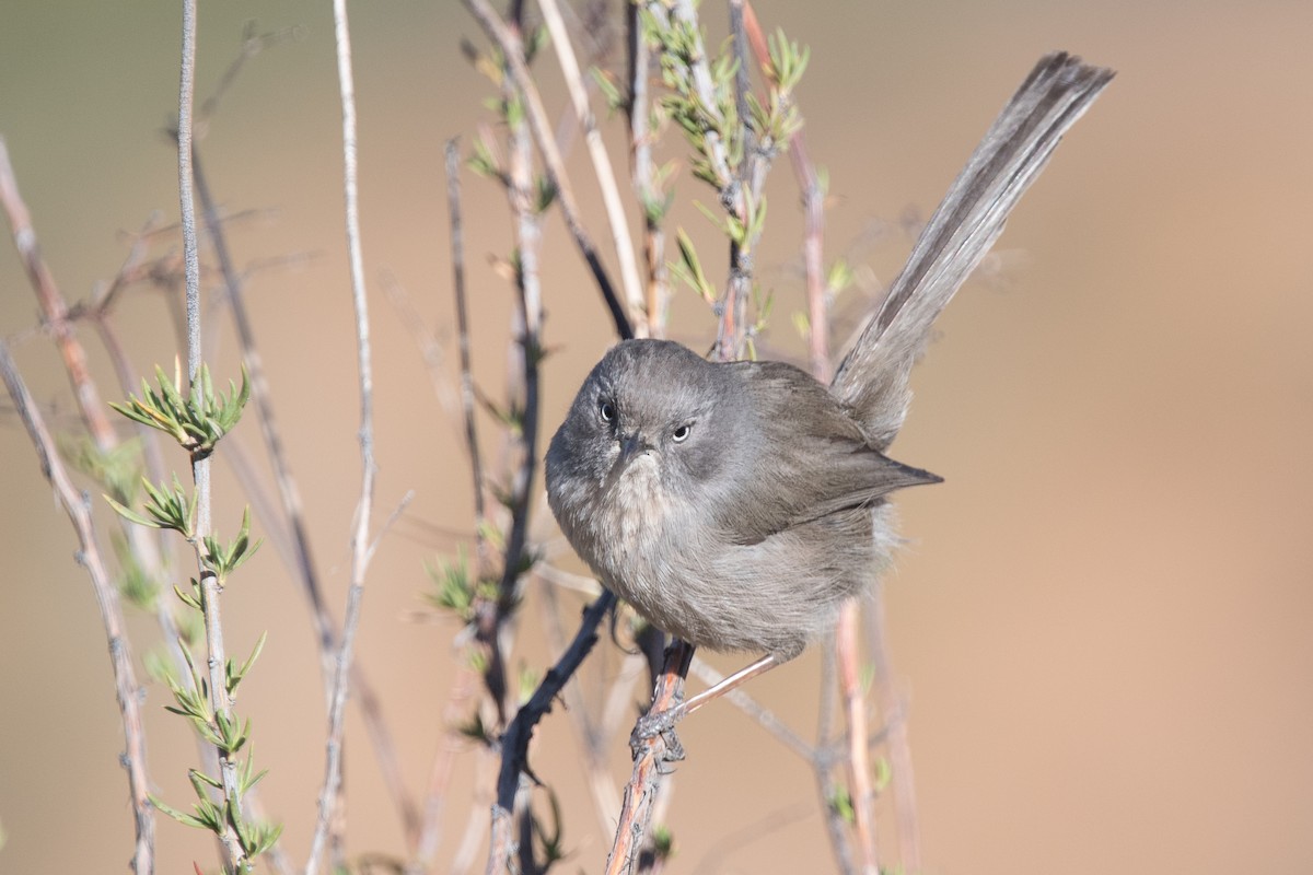 Wrentit - ML86808021