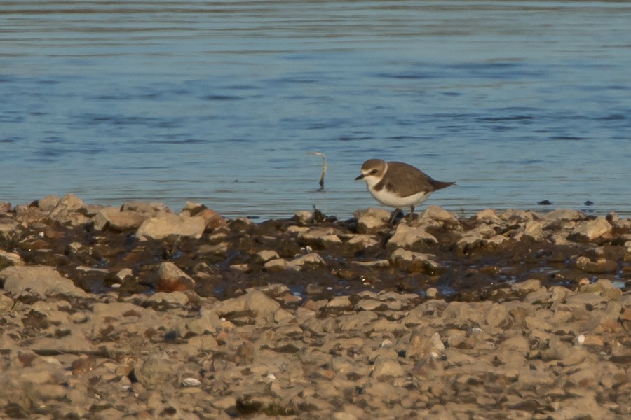 Kentish Plover - ML86808881