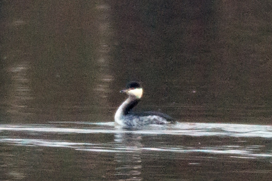 Horned Grebe - ML86808961