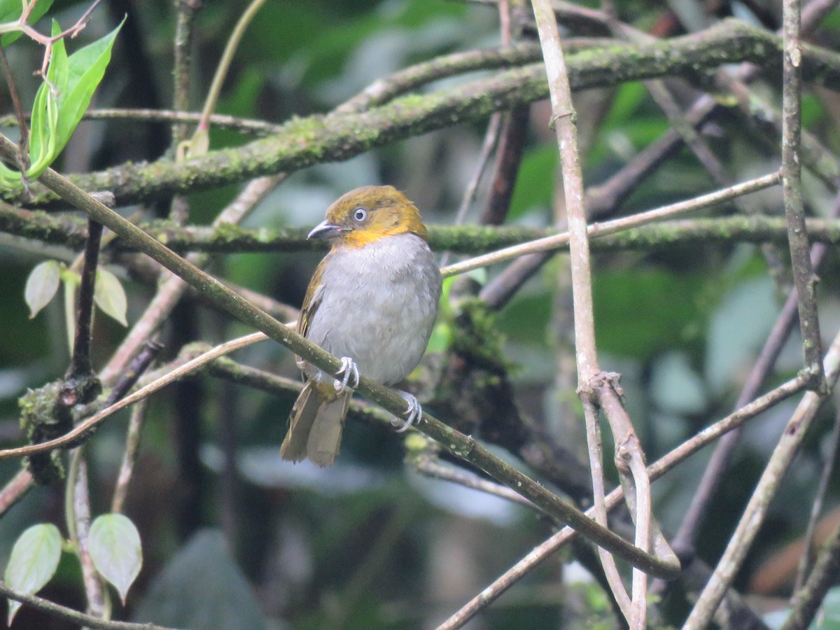 Short-billed Chlorospingus - ML86809211