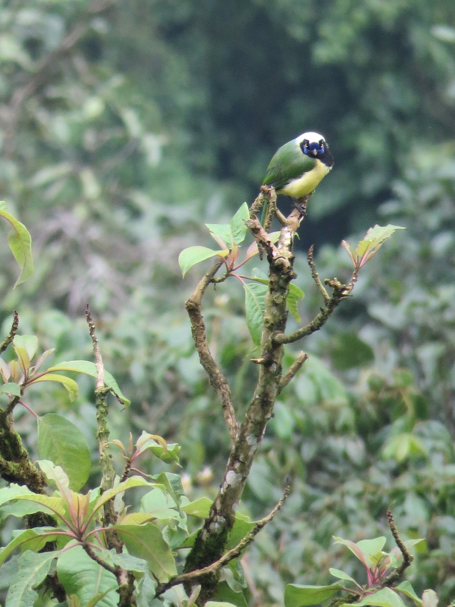 Green Jay - William Marengo