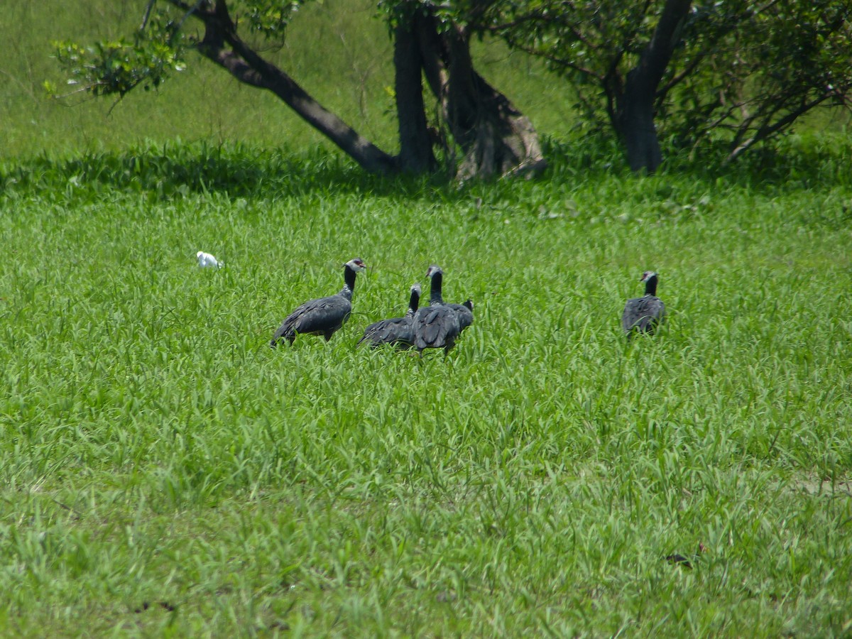 Northern Screamer - ML86810141