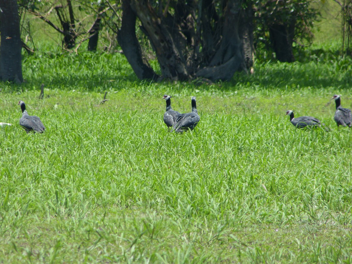 Northern Screamer - ML86810361