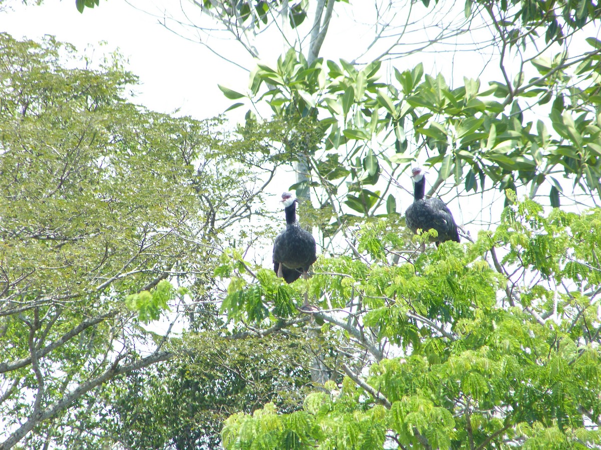 Northern Screamer - Maria Teresa Jaramillo Jaramillo