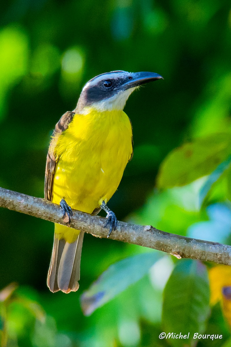 Boat-billed Flycatcher - ML86810581