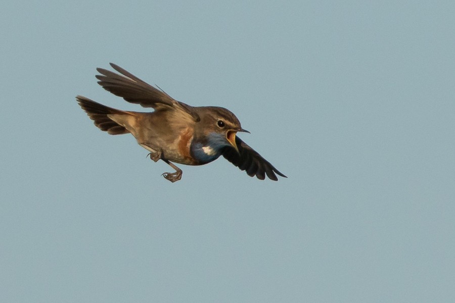 Bluethroat - ML86810641
