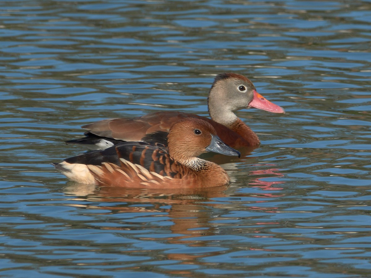 Dendrocygne fauve - ML86810751