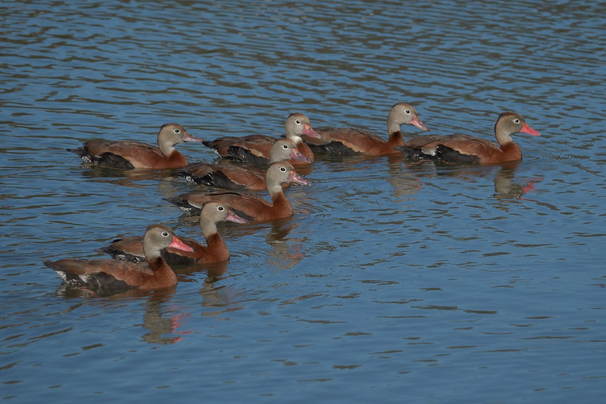 Black-bellied Whistling-Duck - Stephen Mann