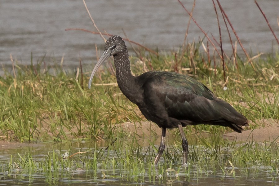 Glossy Ibis - ML86812761