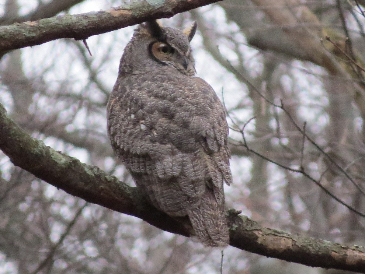 Great Horned Owl - ML86812991