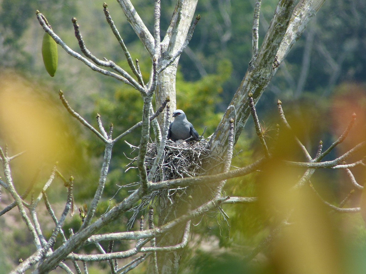 Plumbeous Kite - ML86813281