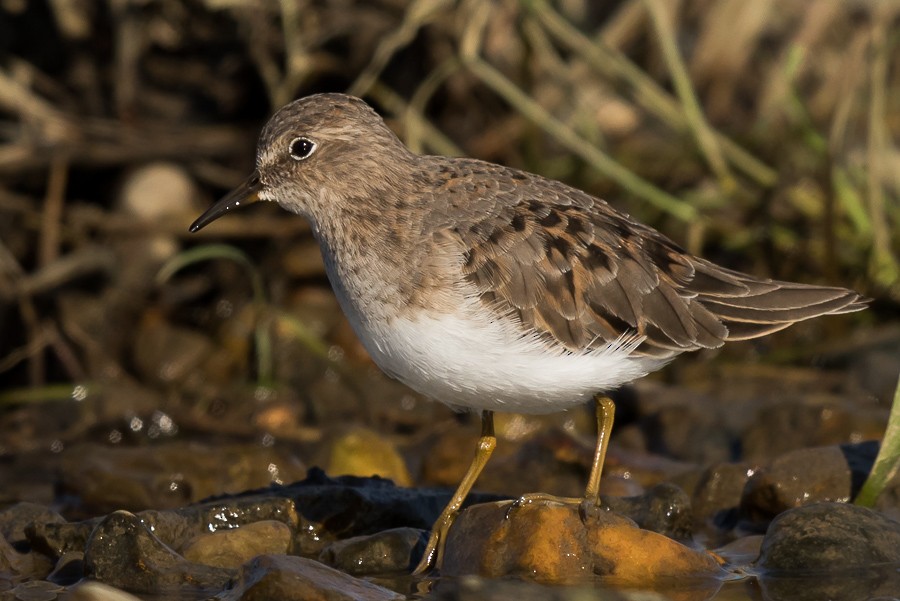 Temminck's Stint - ML86813691
