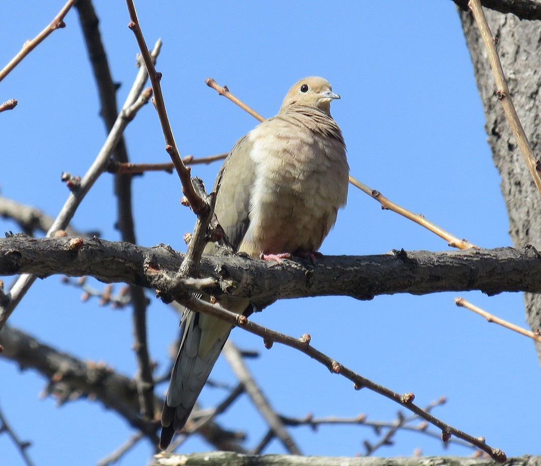 Mourning Dove - ML86814751