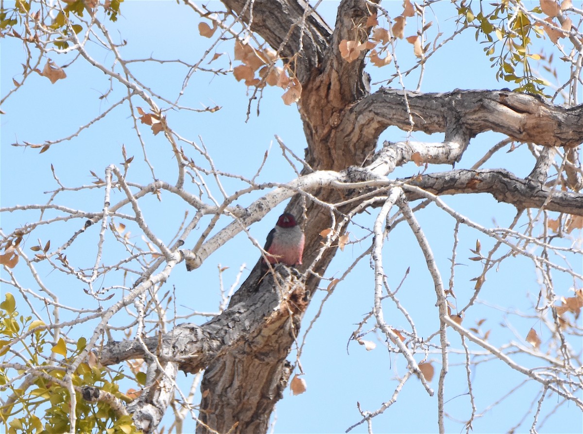 Lewis's Woodpecker - John Groves