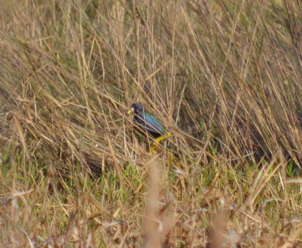 Purple Gallinule - ML86816531