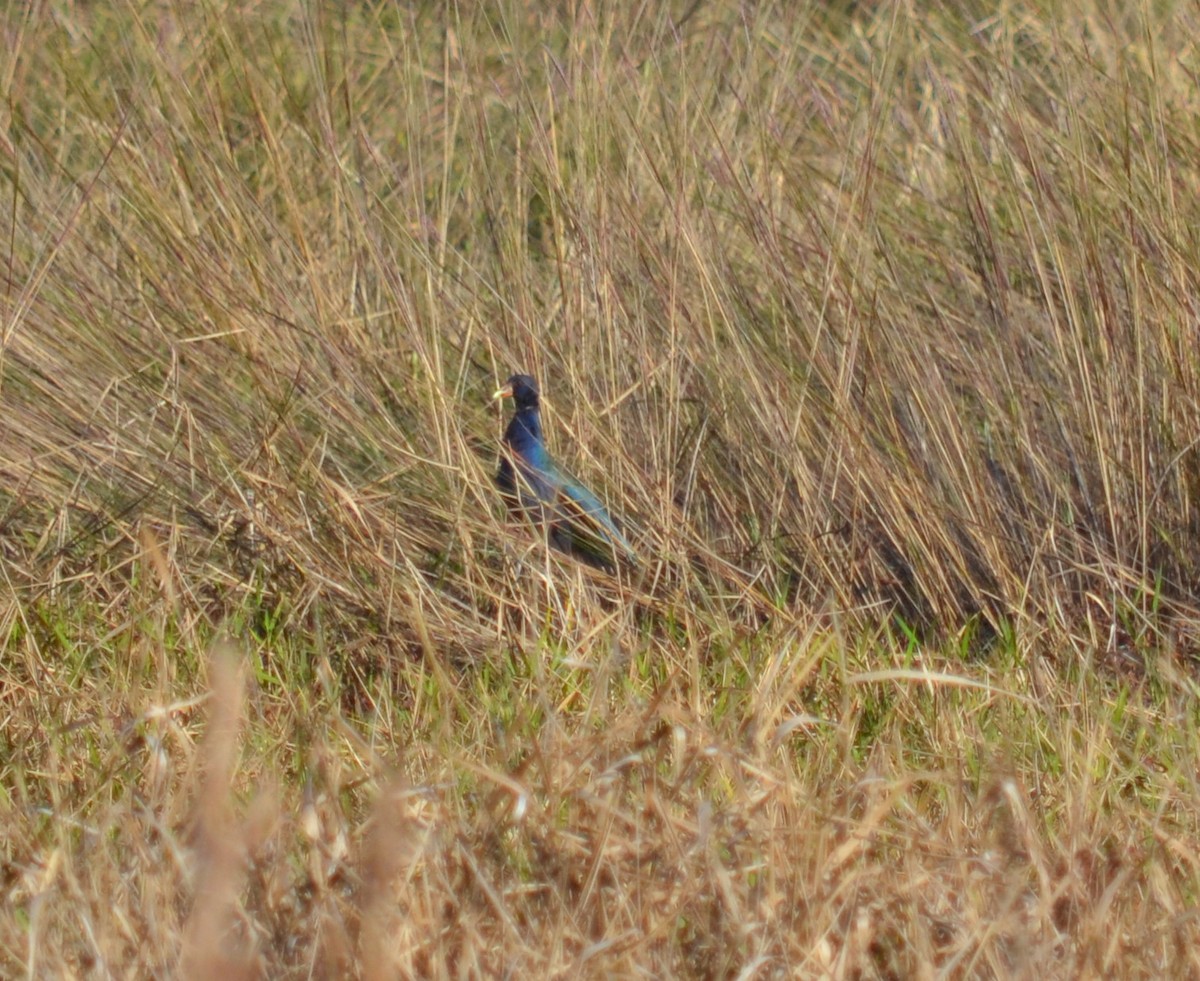 Purple Gallinule - ML86816551