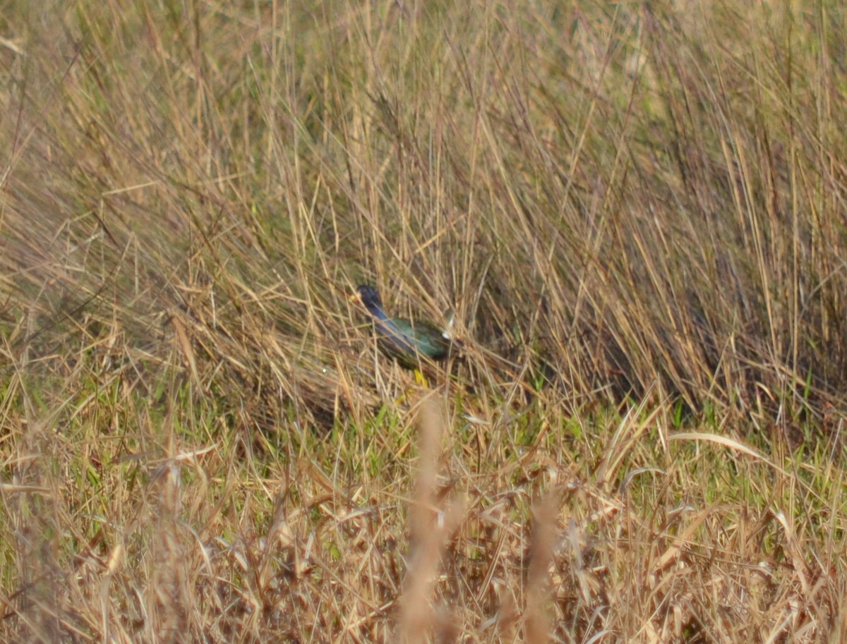 Purple Gallinule - ML86816581