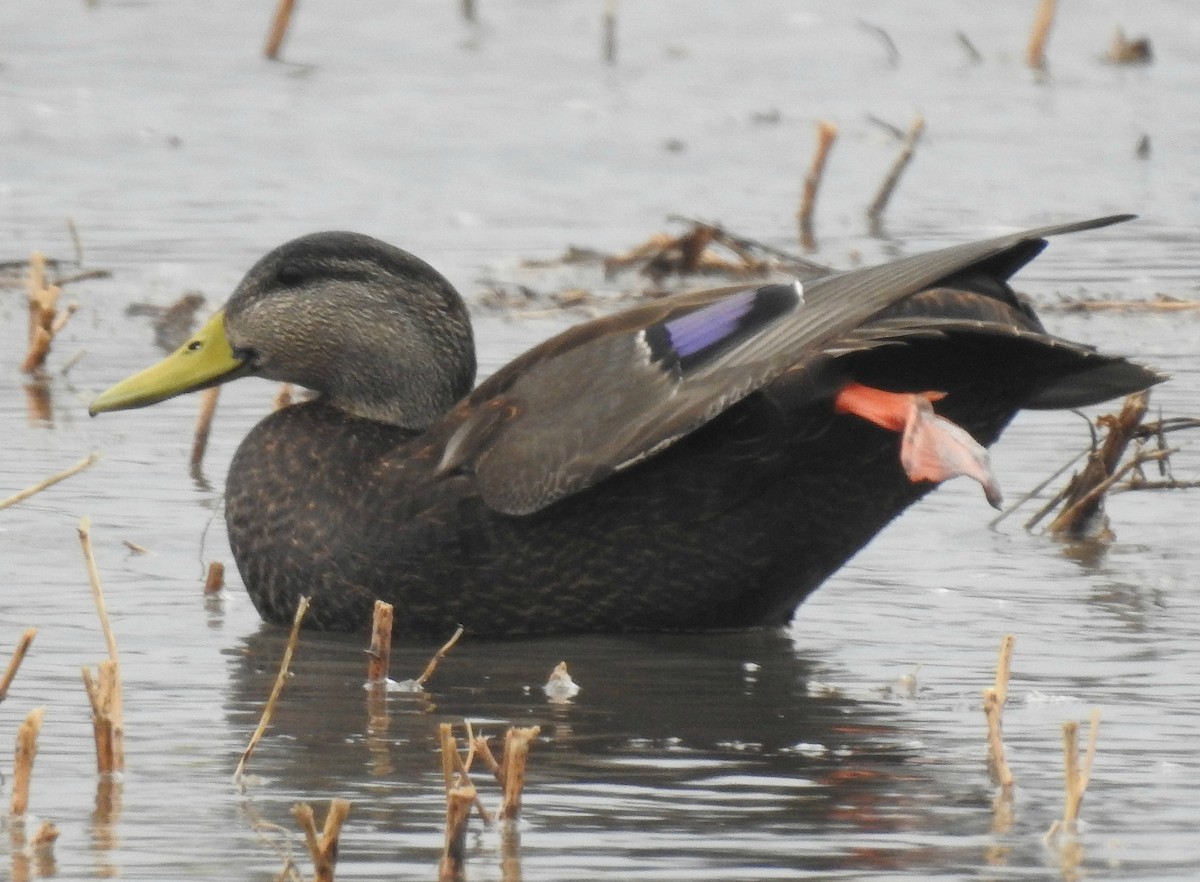 American Black Duck - ML86817491