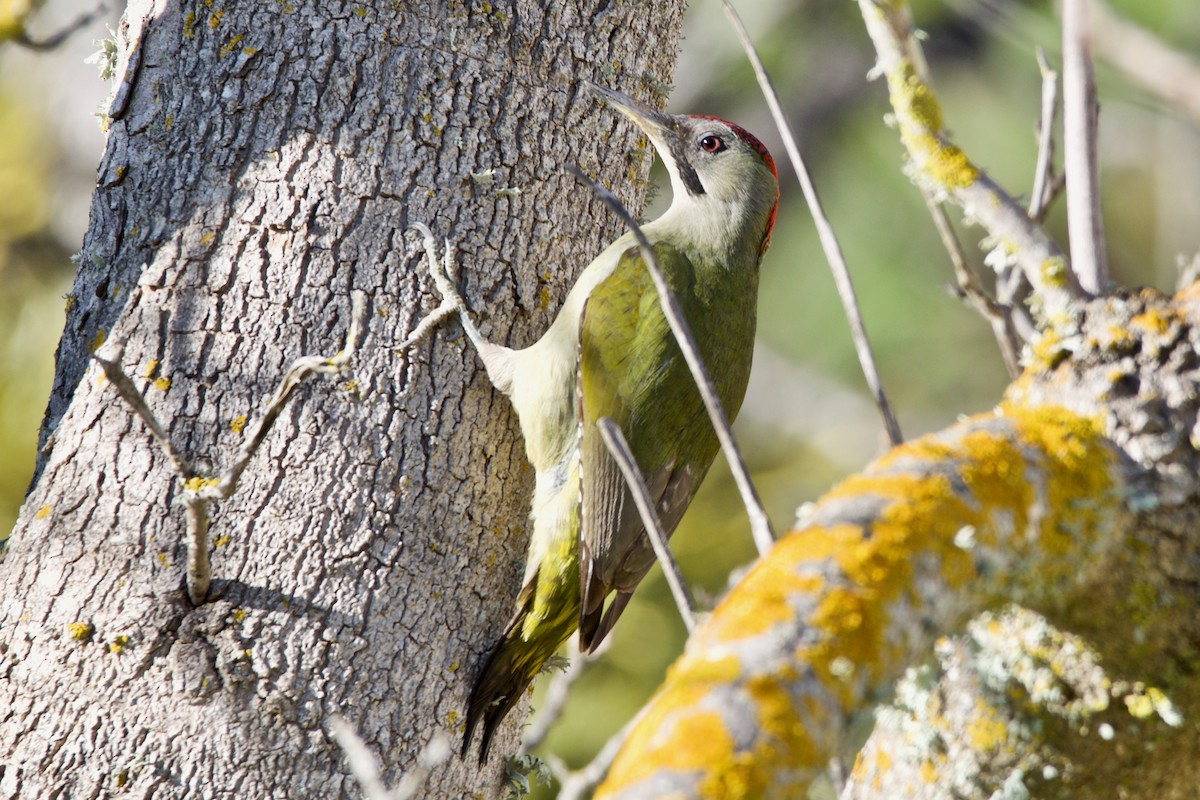 Iberian Green Woodpecker - ML86818061