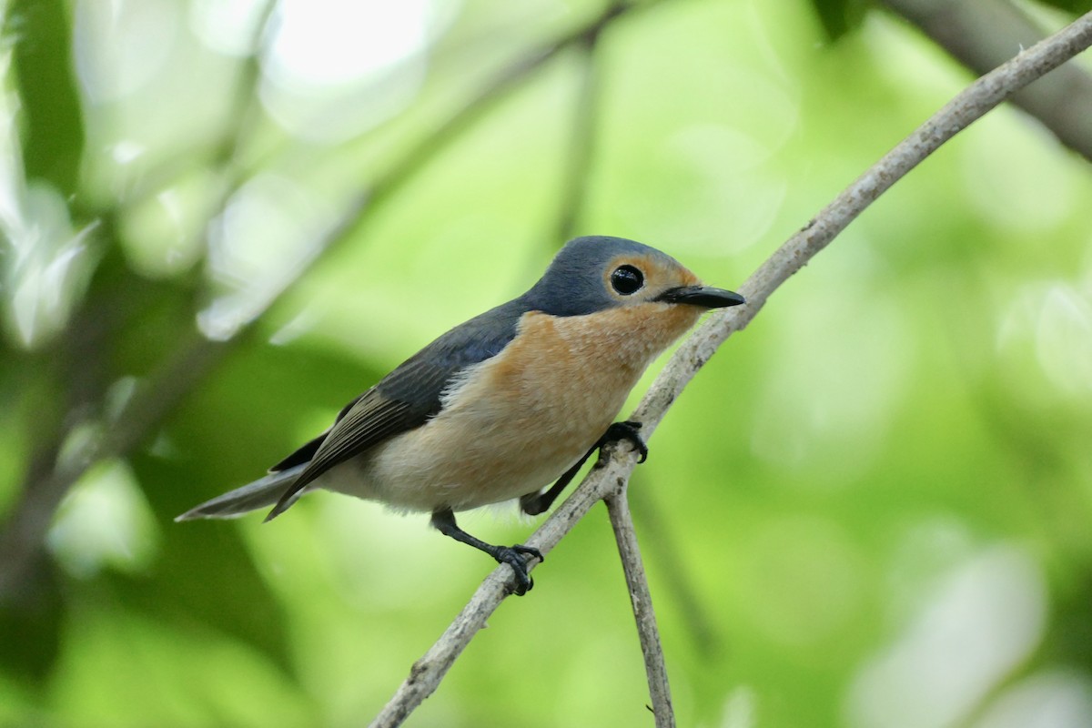 Palau Flycatcher - Peter Kaestner