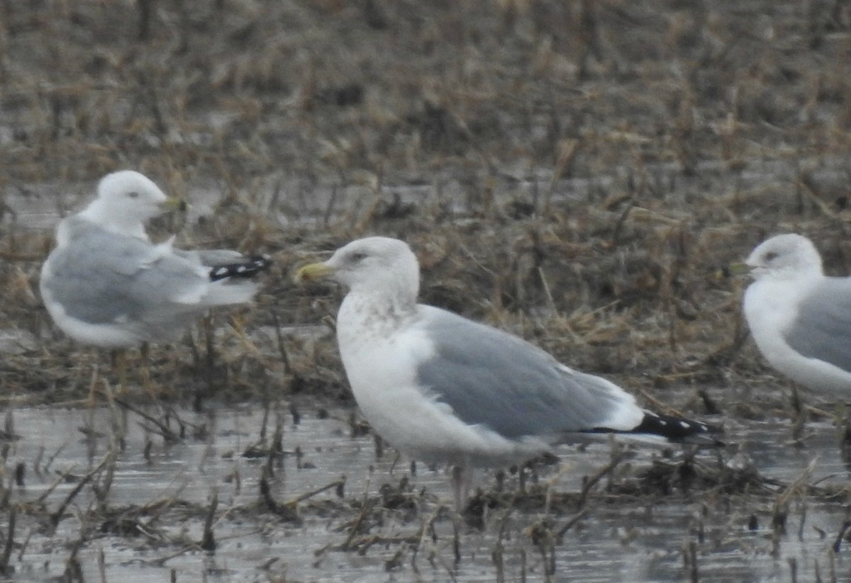 Herring Gull - ML86818281