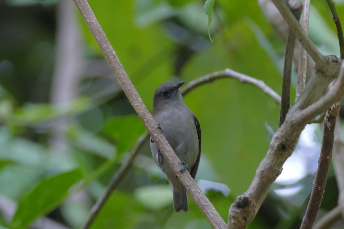 Dusky White-eye - Peter Kaestner