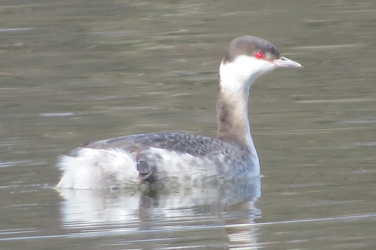 Horned Grebe - ML86819801