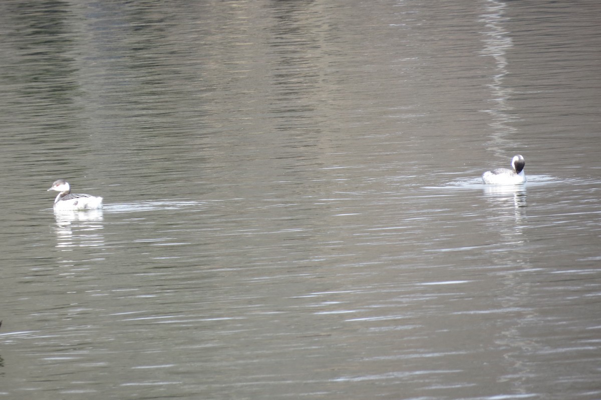 Horned Grebe - ML86819811