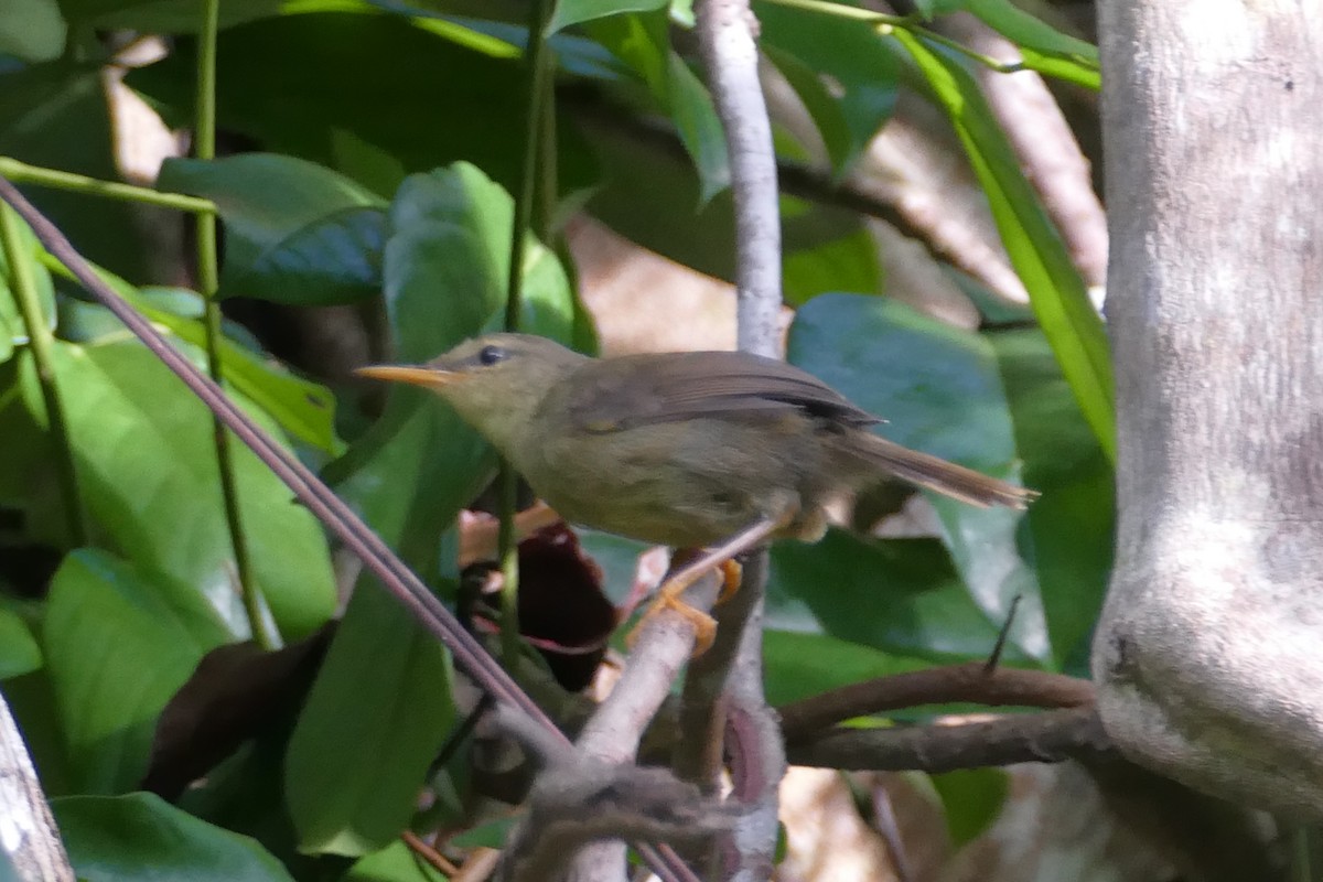 Palau Bush Warbler - Peter Kaestner