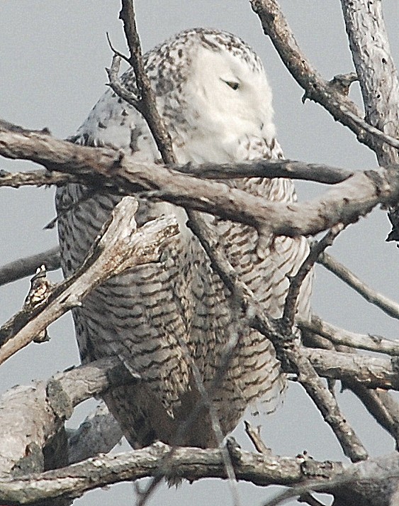 Snowy Owl - ML86820891