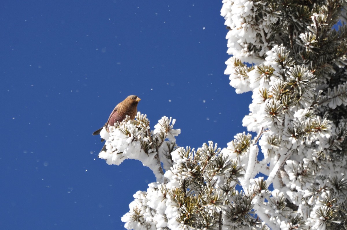 Brown-capped Rosy-Finch - ML86821791