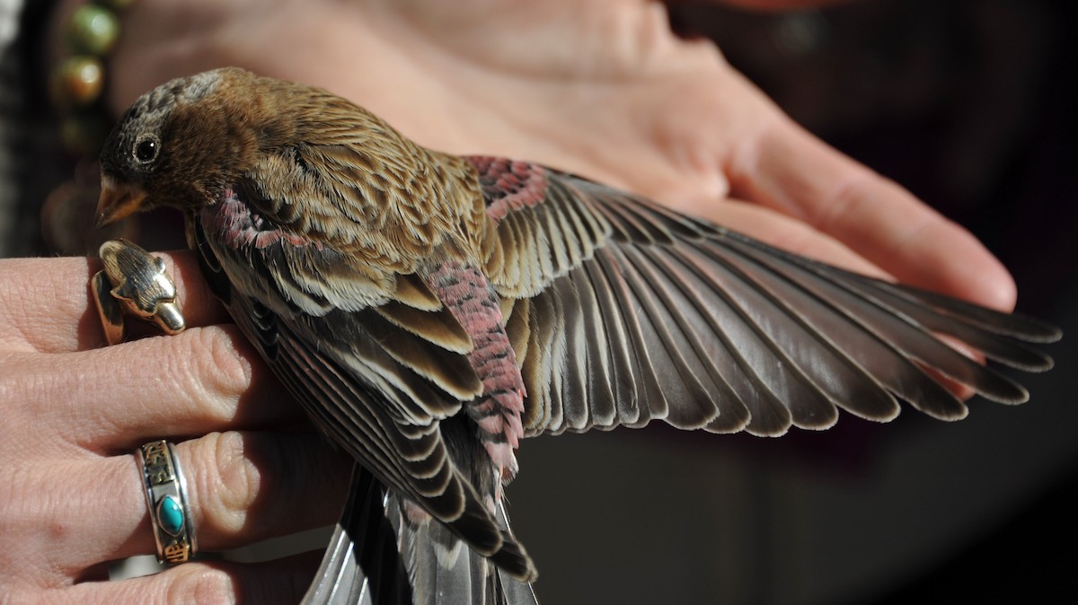 Brown-capped Rosy-Finch - ML86821811