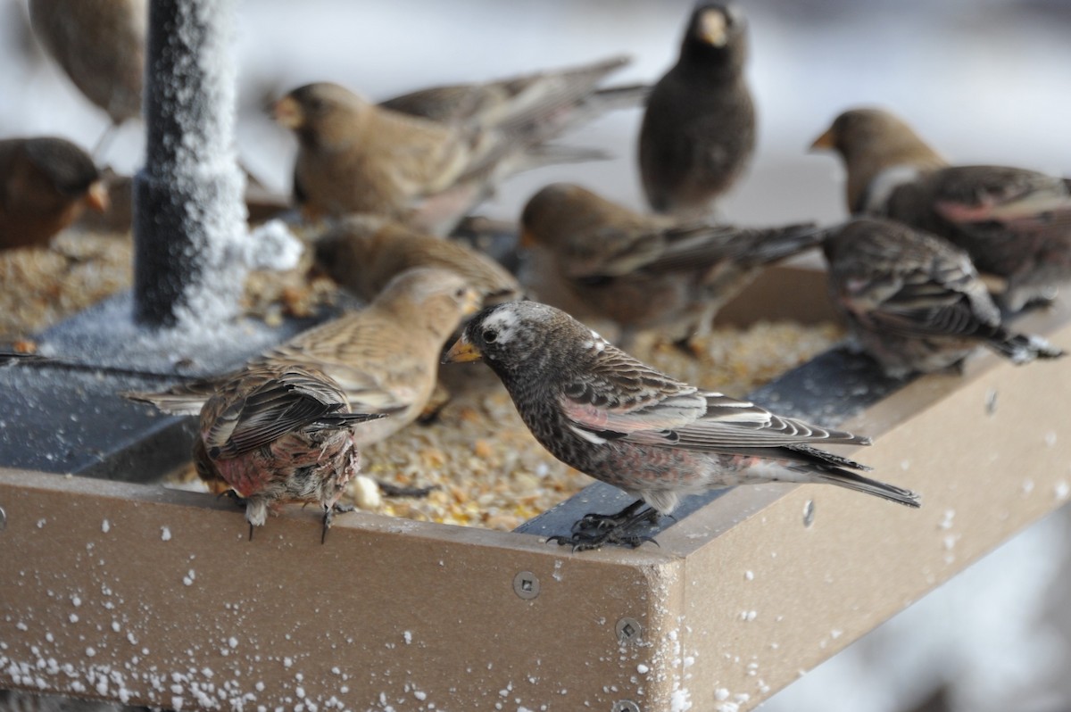 Black Rosy-Finch - ML86822371