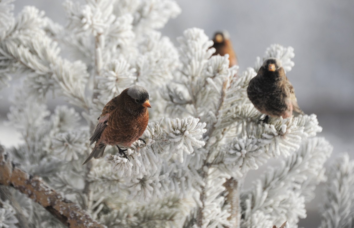 Gray-crowned Rosy-Finch (Gray-crowned) - ML86822431