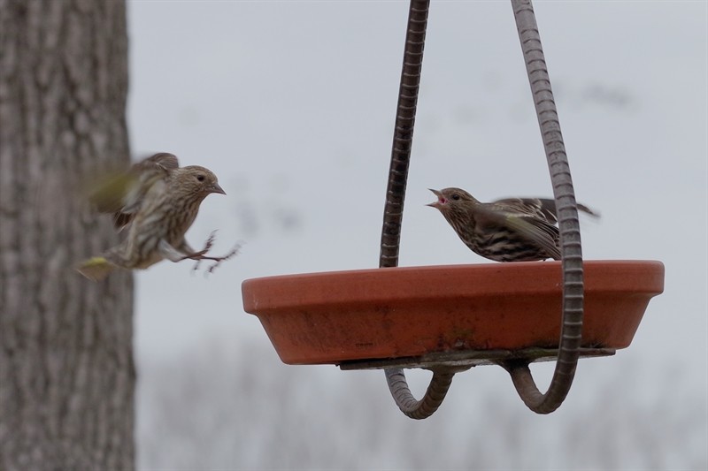 Pine Siskin - ML86822601