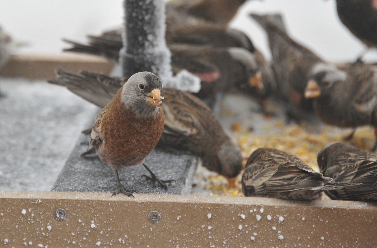 Gray-crowned Rosy-Finch (Hepburn's) - ML86823481