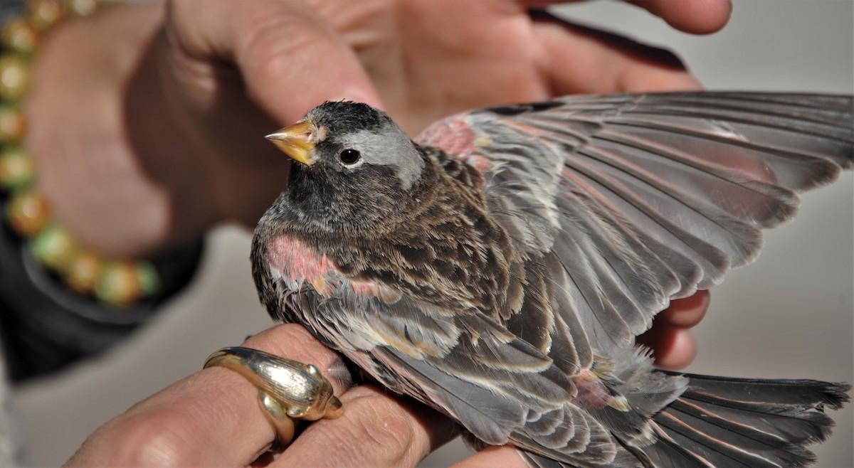 Black Rosy-Finch - ML86823501