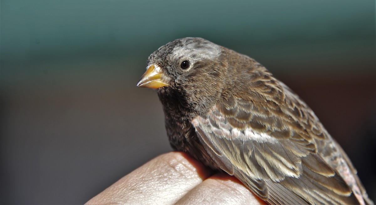 Black Rosy-Finch - ML86823531