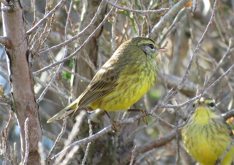 Paruline à couronne rousse - ML86824611