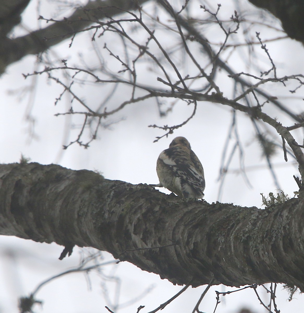 Yellow-bellied Sapsucker - ML86827151